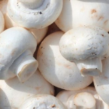 Jak pěstovat houby doma